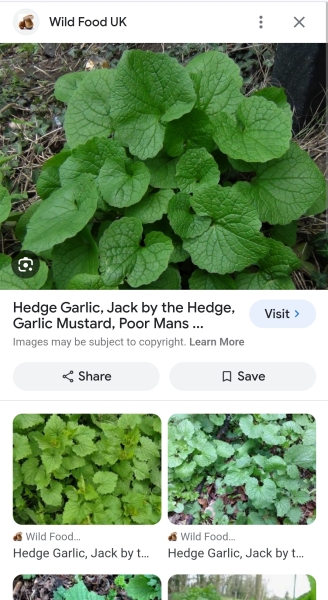 Garden weed indentification