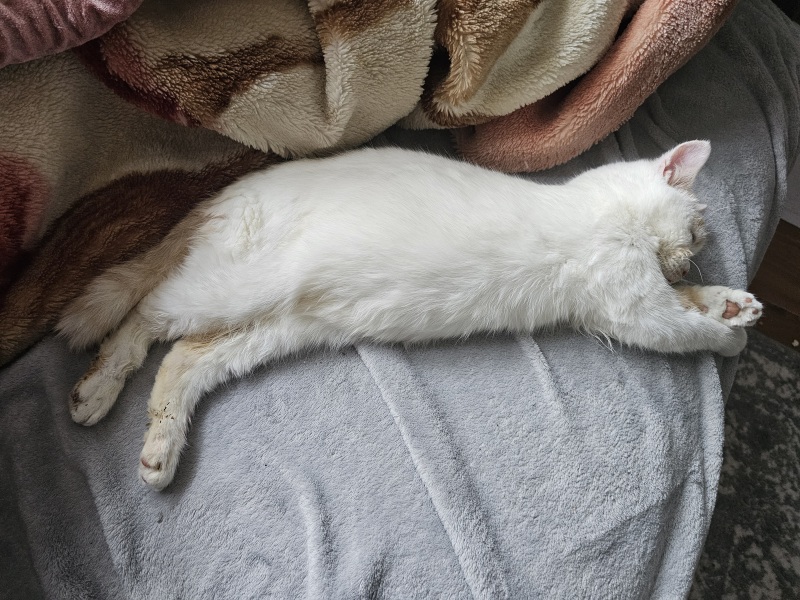 Advice needed for situation with poorly cat