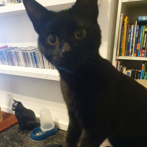 Cats are never sorry