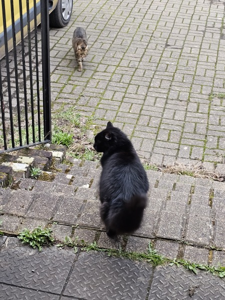 Thug cat part 5 - For he will not do destruction, if he is well-fed, neither will he spit without provocation.