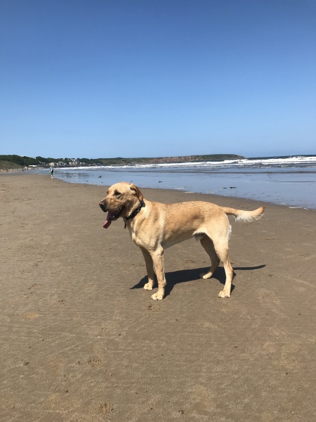 What does your Labrador weigh?