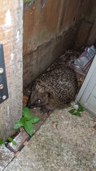 Come and tell me your dull and unexciting news 29: Calmly through the day