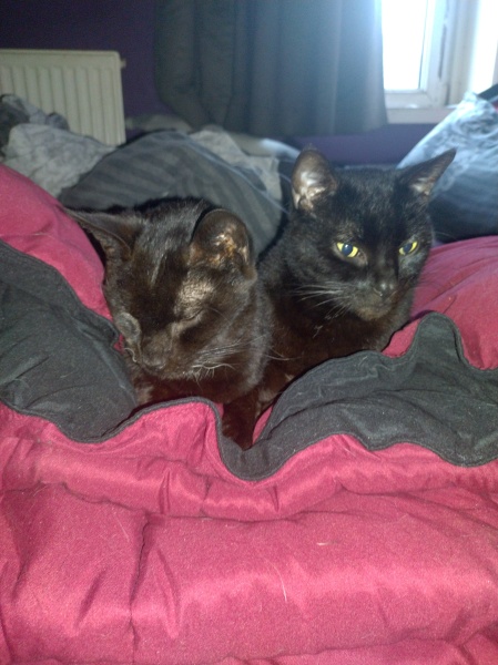 Tales and Tails and NMCs  -  the Excellent Cats March On