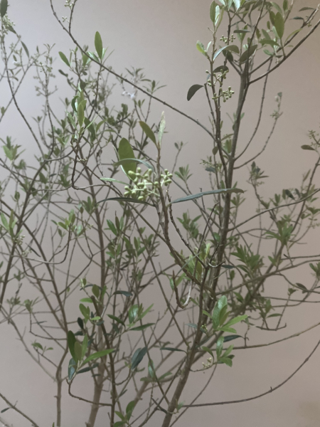 What's this on my indoor Olive.