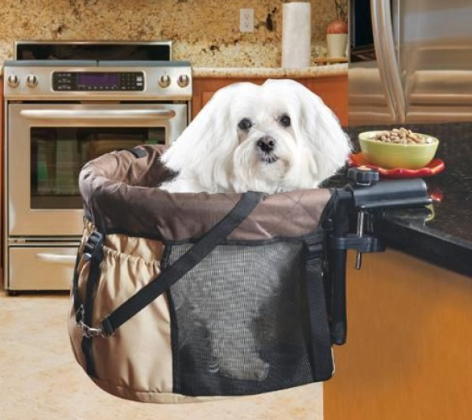This “humanisation” of dogs has got ridiculous