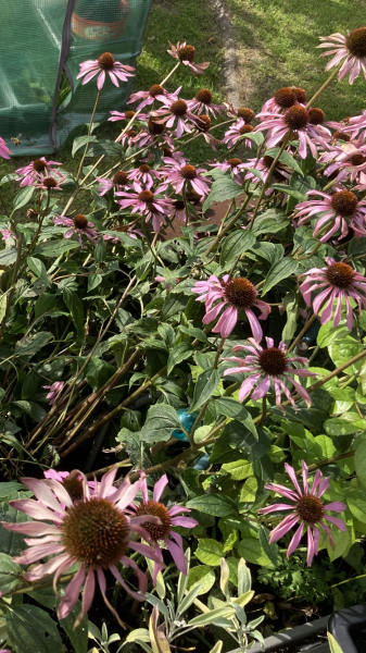 Familiar Friends in Frugality(Feb 24>)