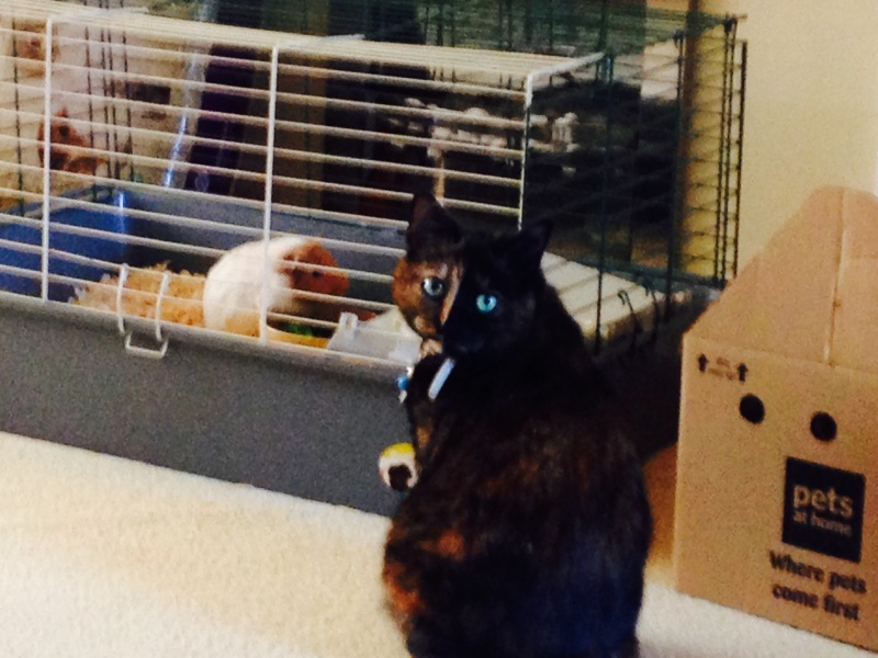 Shit... 99% sure Guinea Pig is pregnant