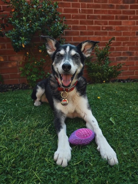 Dog appreciation post