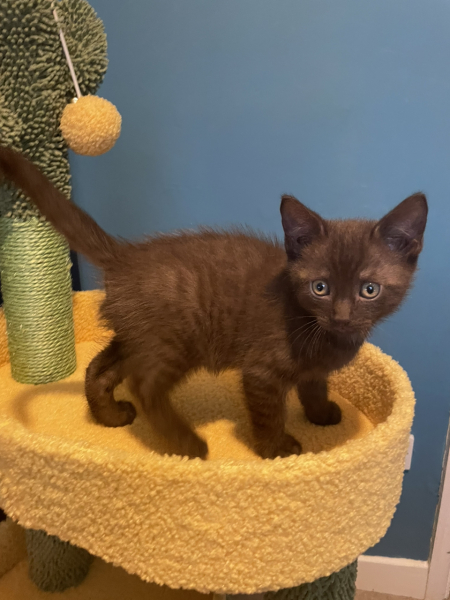 Resident cat and new kitten.