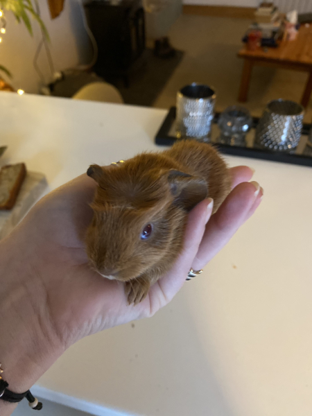 Shit... 99% sure Guinea Pig is pregnant