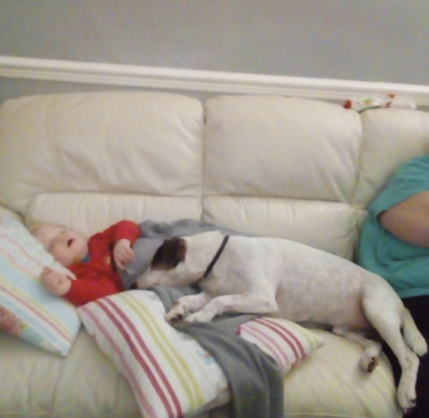 Would you count Jack Russells as being "yappy" compared to most other dogs?