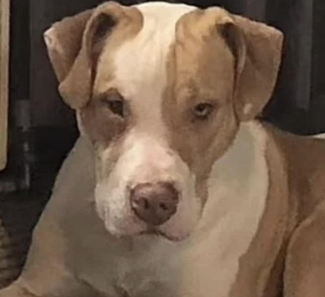 XL Bullies to be destroyed now!