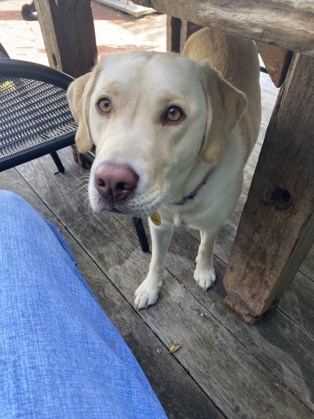 Tell me the truth about puppies