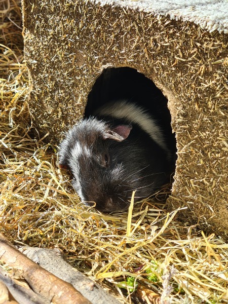 Shit... 99% sure Guinea Pig is pregnant