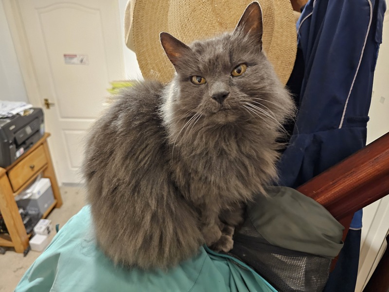 Tales and Tails and NMCs  -  the Excellent Cats March On