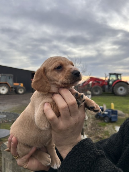 Name our pup :)