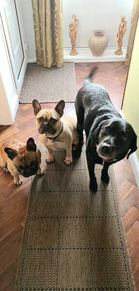 What does your Labrador weigh?