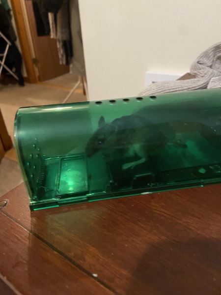 What are the chances of us catching this mouse now?