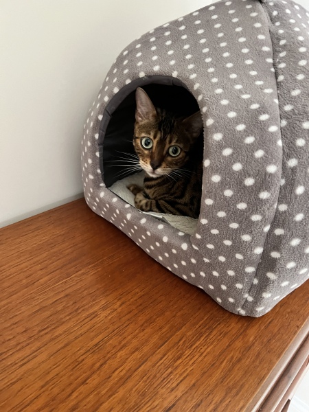 Is my neighbour harming my cat