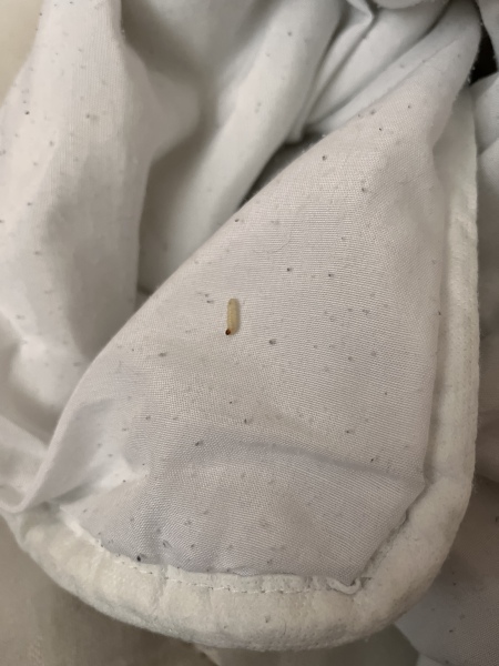 MOTHS!