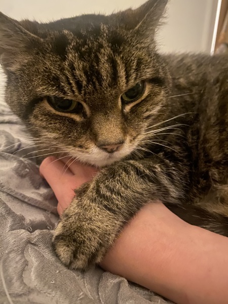 My 16yo cat is ill