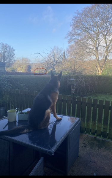 To ask for your help solving my weird dog lead mystery?