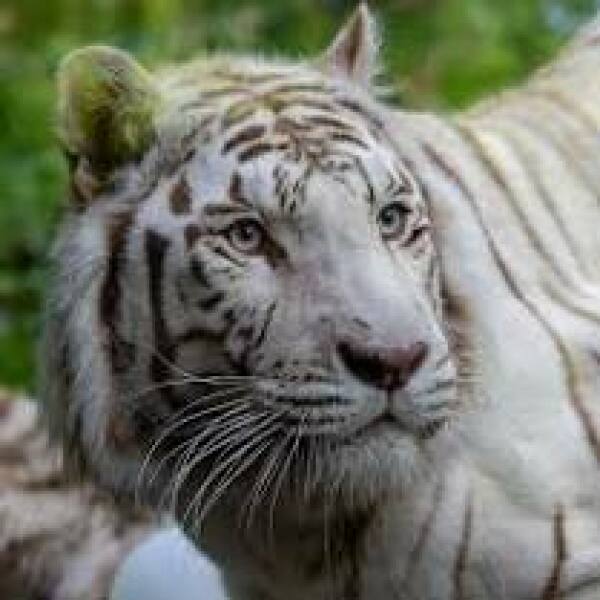 Zoos of the world