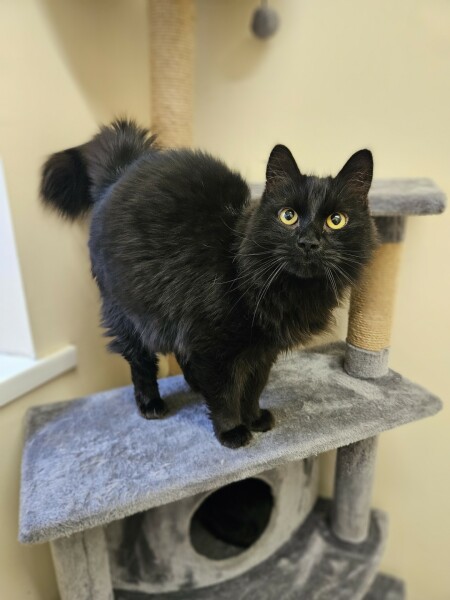 Daughter scared of new cat?