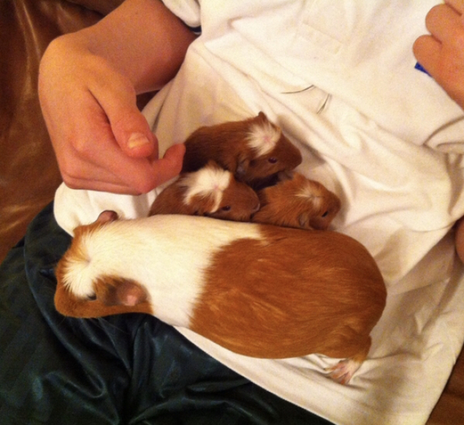 Shit... 99% sure Guinea Pig is pregnant