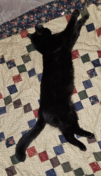 Cats are never sorry