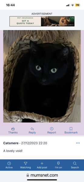I don't love this cat. This is the wrong cat
