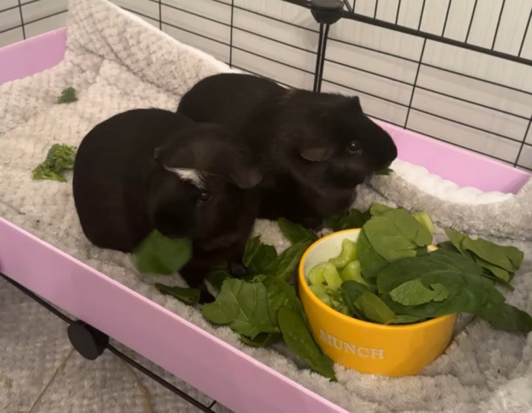 Shit... 99% sure Guinea Pig is pregnant