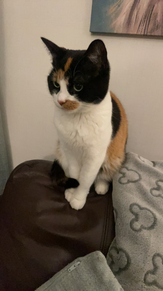 Does anyone look at their cat and think...