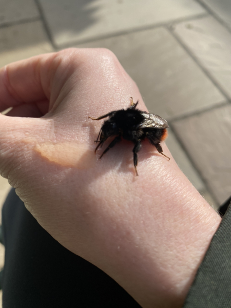 What bees are around now?
