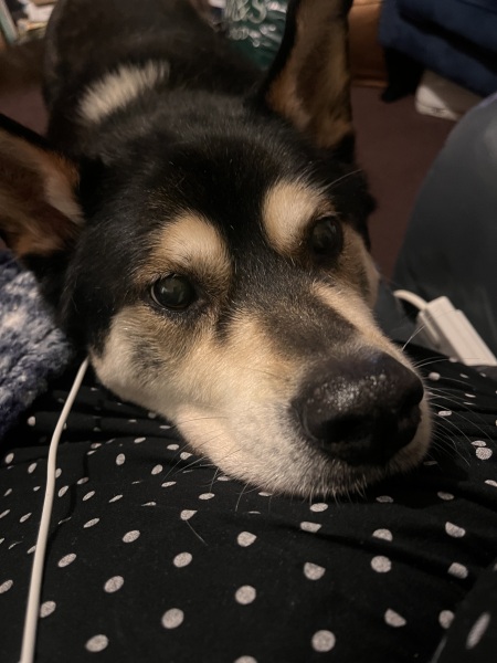 Is it ok for an off lead dog to bound up to another off lead dog?