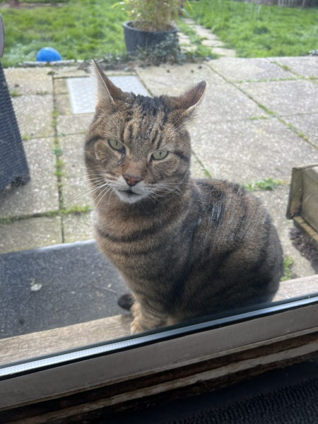 Thug cat part 5 - For he will not do destruction, if he is well-fed, neither will he spit without provocation.