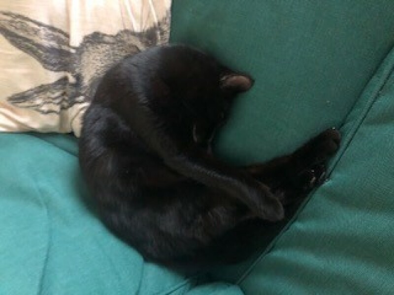 Top tips for first time cat owner