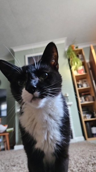 Cats are never sorry