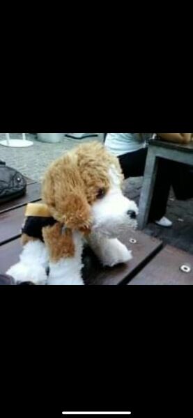 Help does anyone know where I can find this teddy