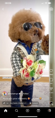 This “humanisation” of dogs has got ridiculous