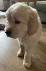 What do I need to know about getting a golden retriever?