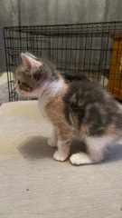 It’s a kitten name thread