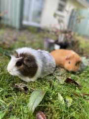 Shit... 99% sure Guinea Pig is pregnant