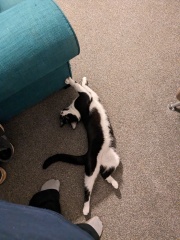 Been offered a kitten - but not sure!