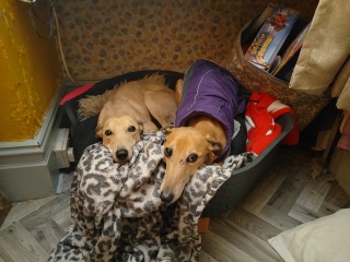 Family Dog