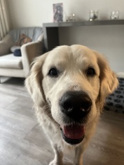 Dog appreciation post