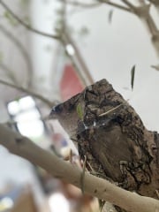 What's this on my indoor Olive.