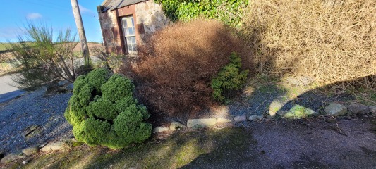 Garden novice advice plea