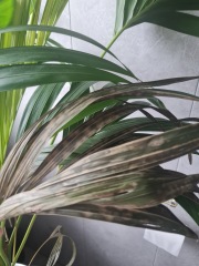 Help - indoor plant experts around?!