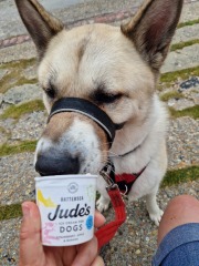 This “humanisation” of dogs has got ridiculous